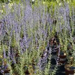 Perovskia (Perovskia atriplicifolia) ´BLUE SPIRE´ - kont. C1L